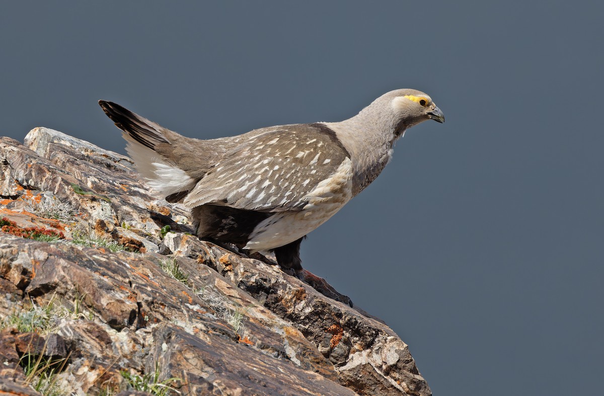 Altai Snowcock - ML620333937