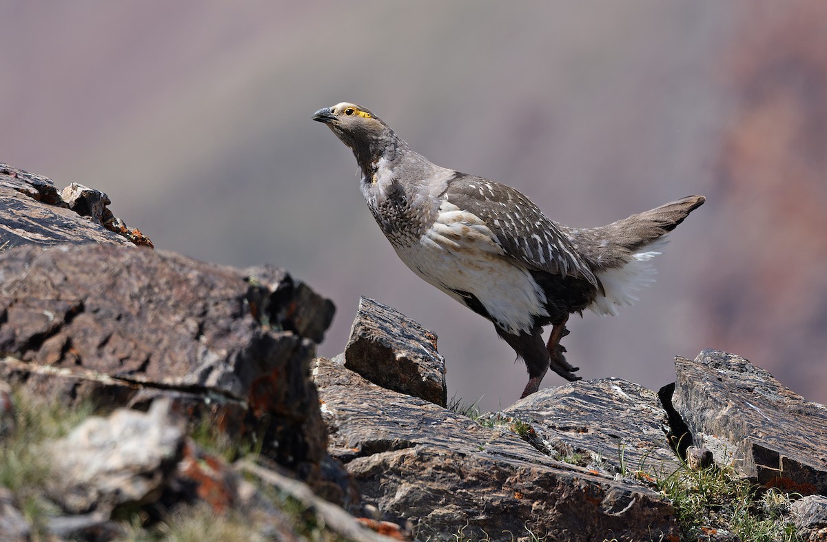 Altai Snowcock - ML620333938