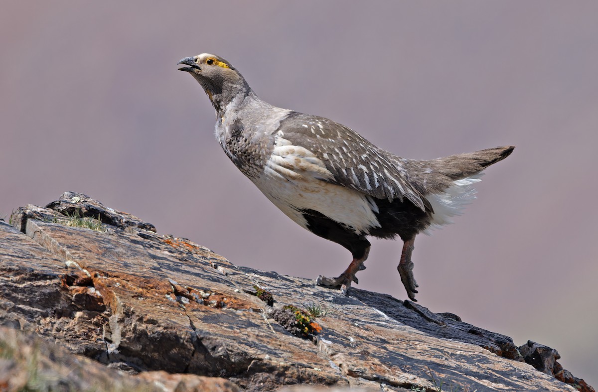 Altai Snowcock - ML620333939