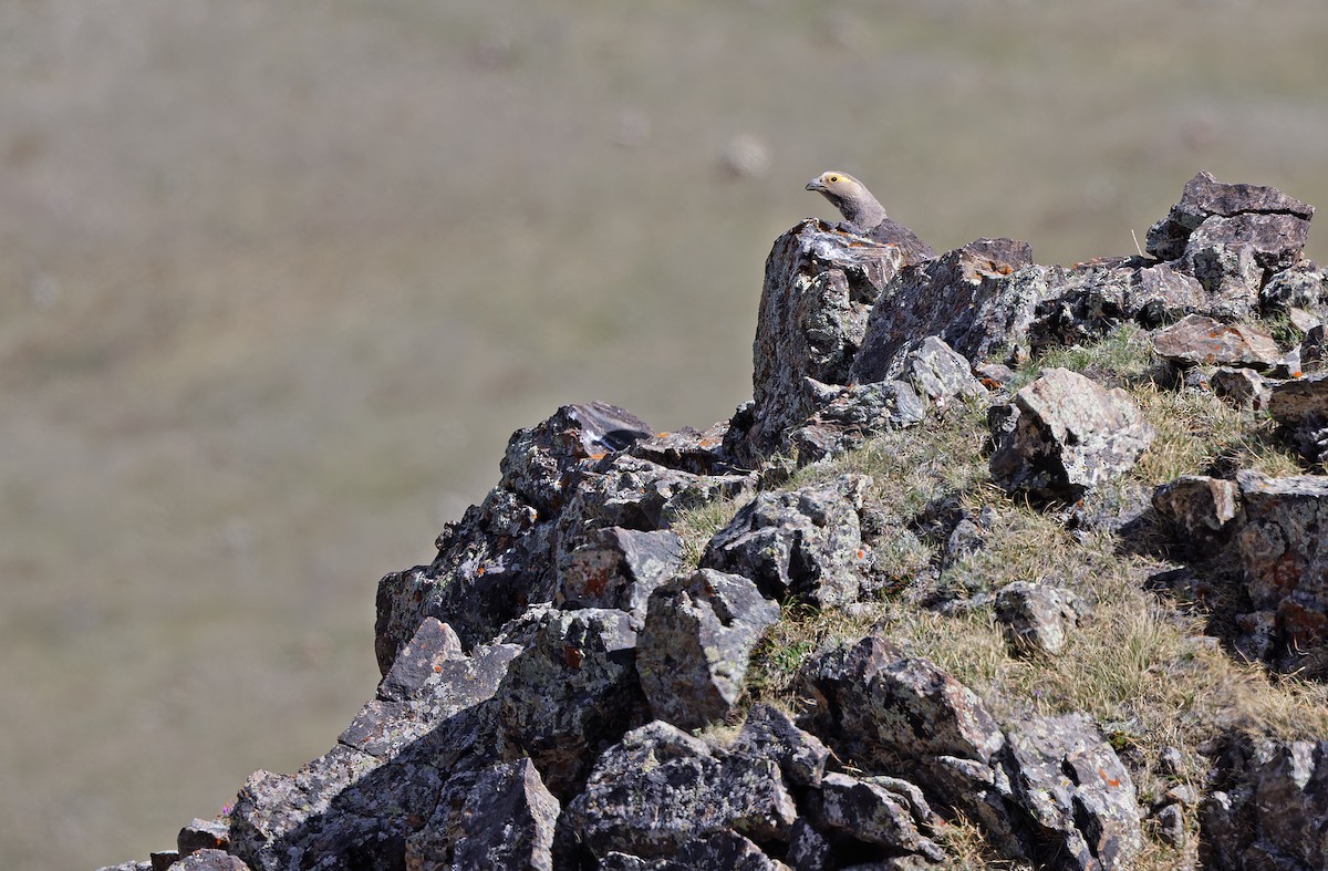 Altai Snowcock - ML620333940