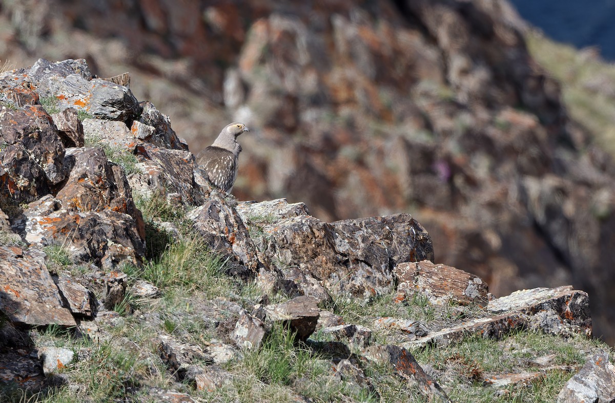 Altai Snowcock - ML620333941