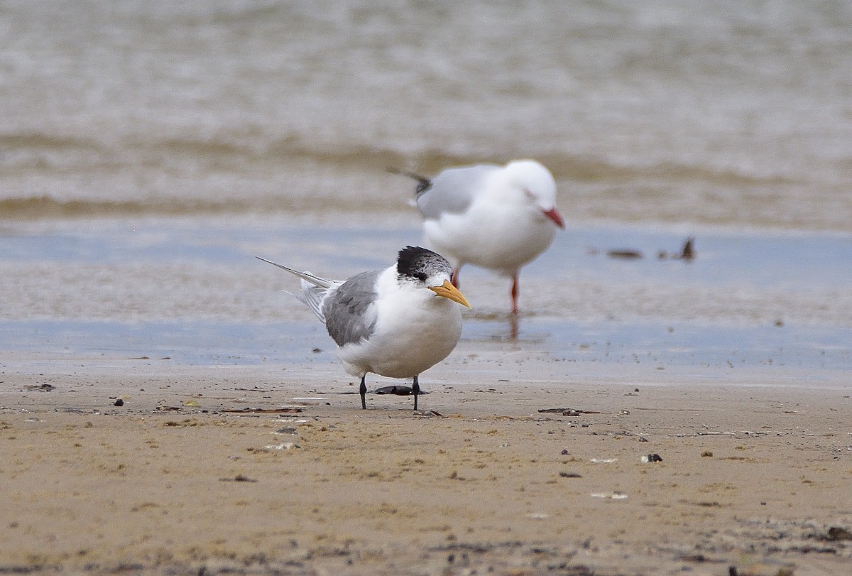 Great Crested Tern - ML620333943