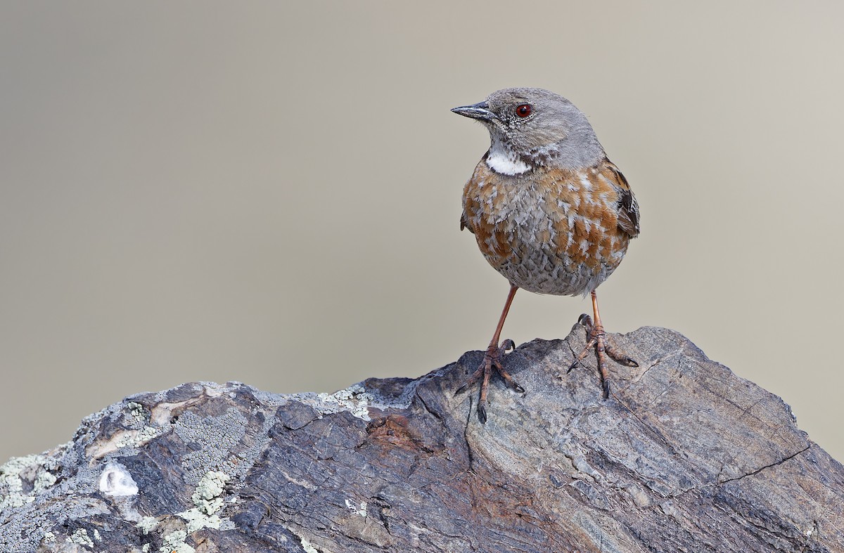 Altai Accentor - ML620333945