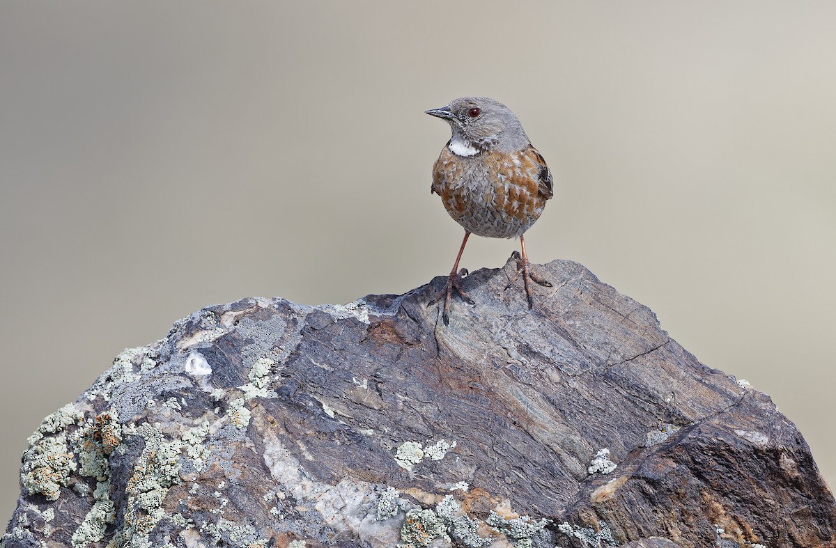 Altai Accentor - ML620333946