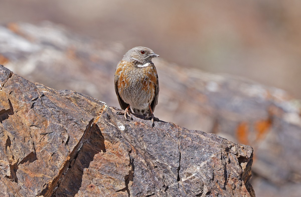 Altai Accentor - ML620333947