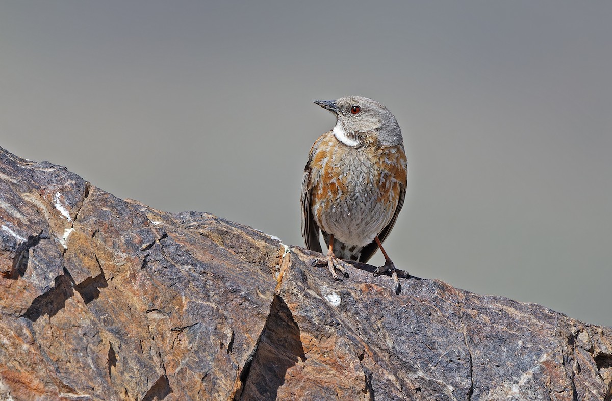 Altai Accentor - ML620333948