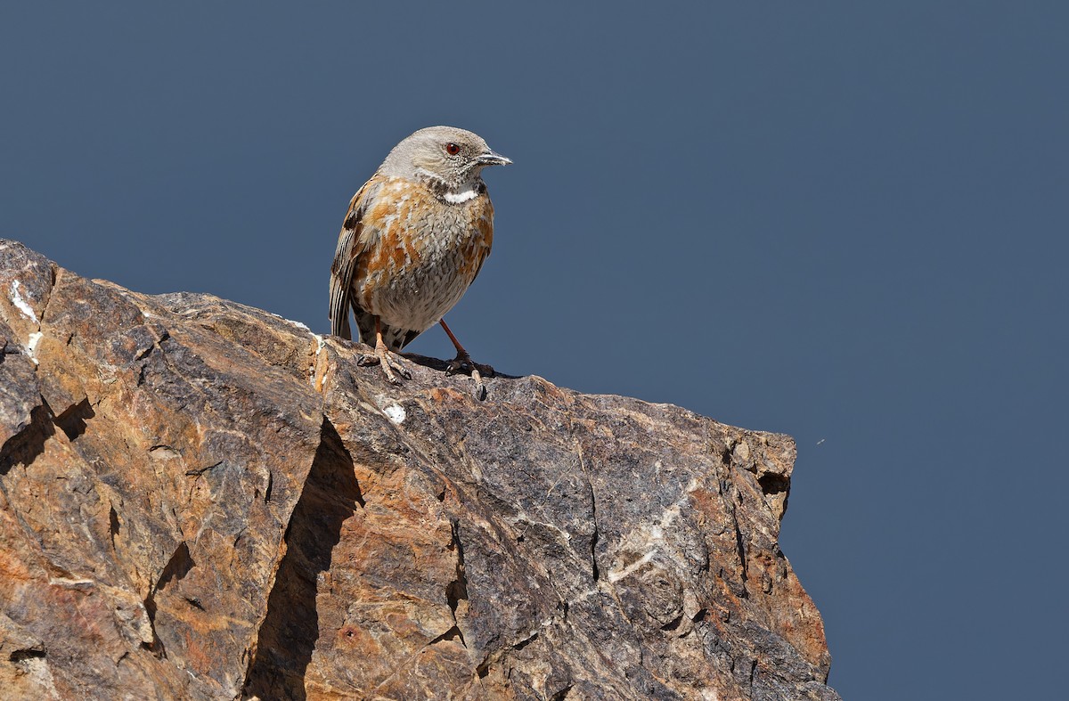 Altai Accentor - ML620333950