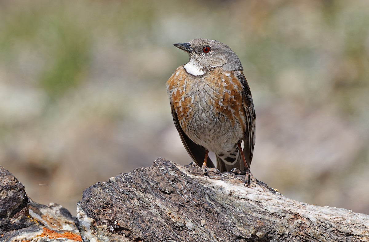 Altai Accentor - ML620333951