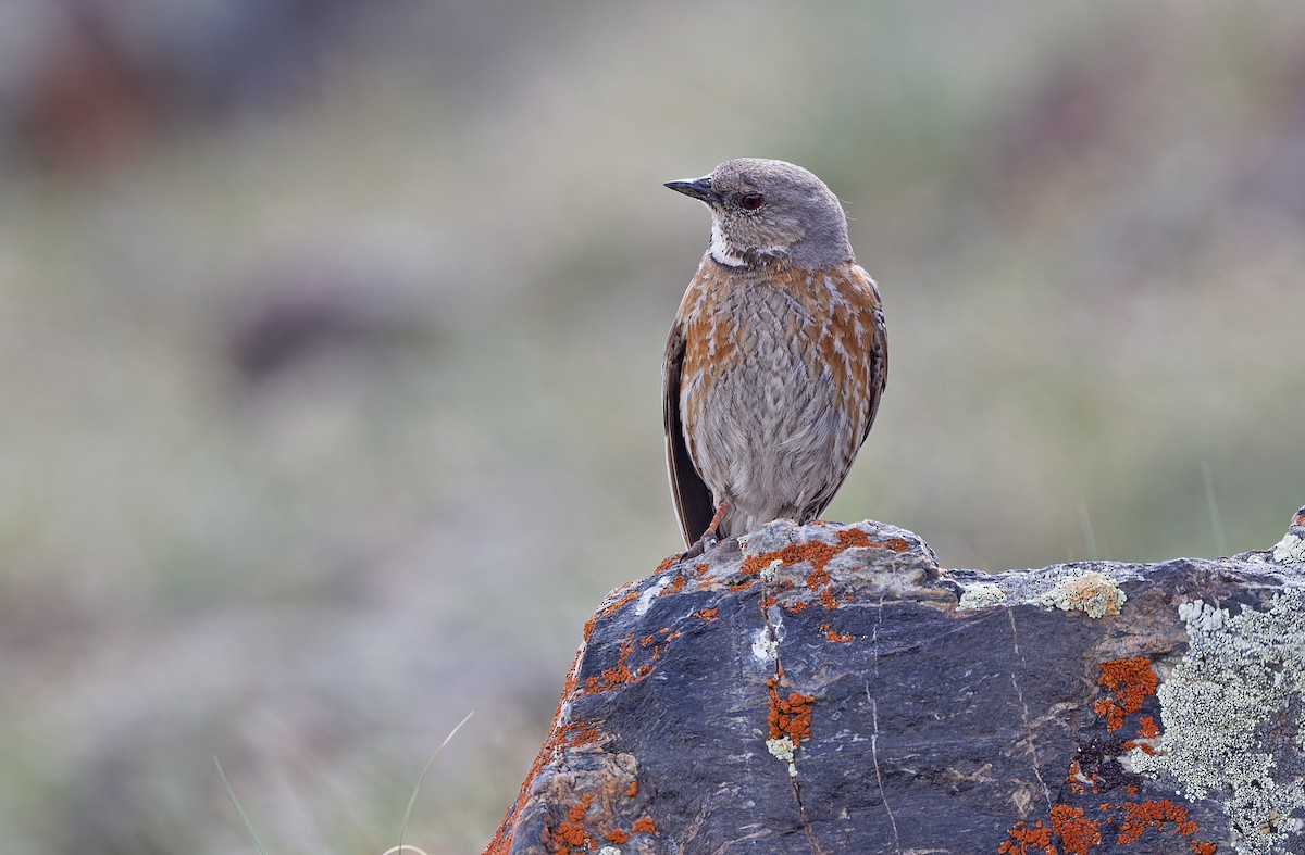 Altai Accentor - ML620333953