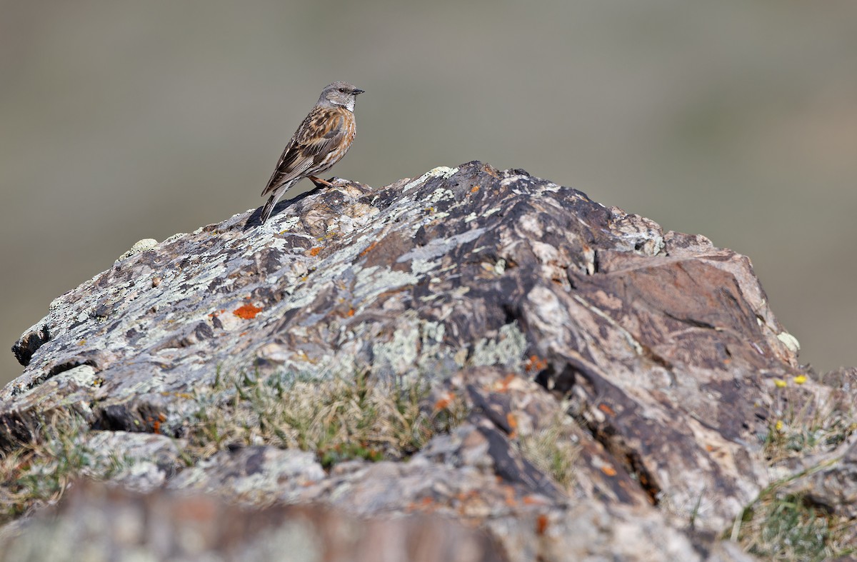 Altai Accentor - ML620333954