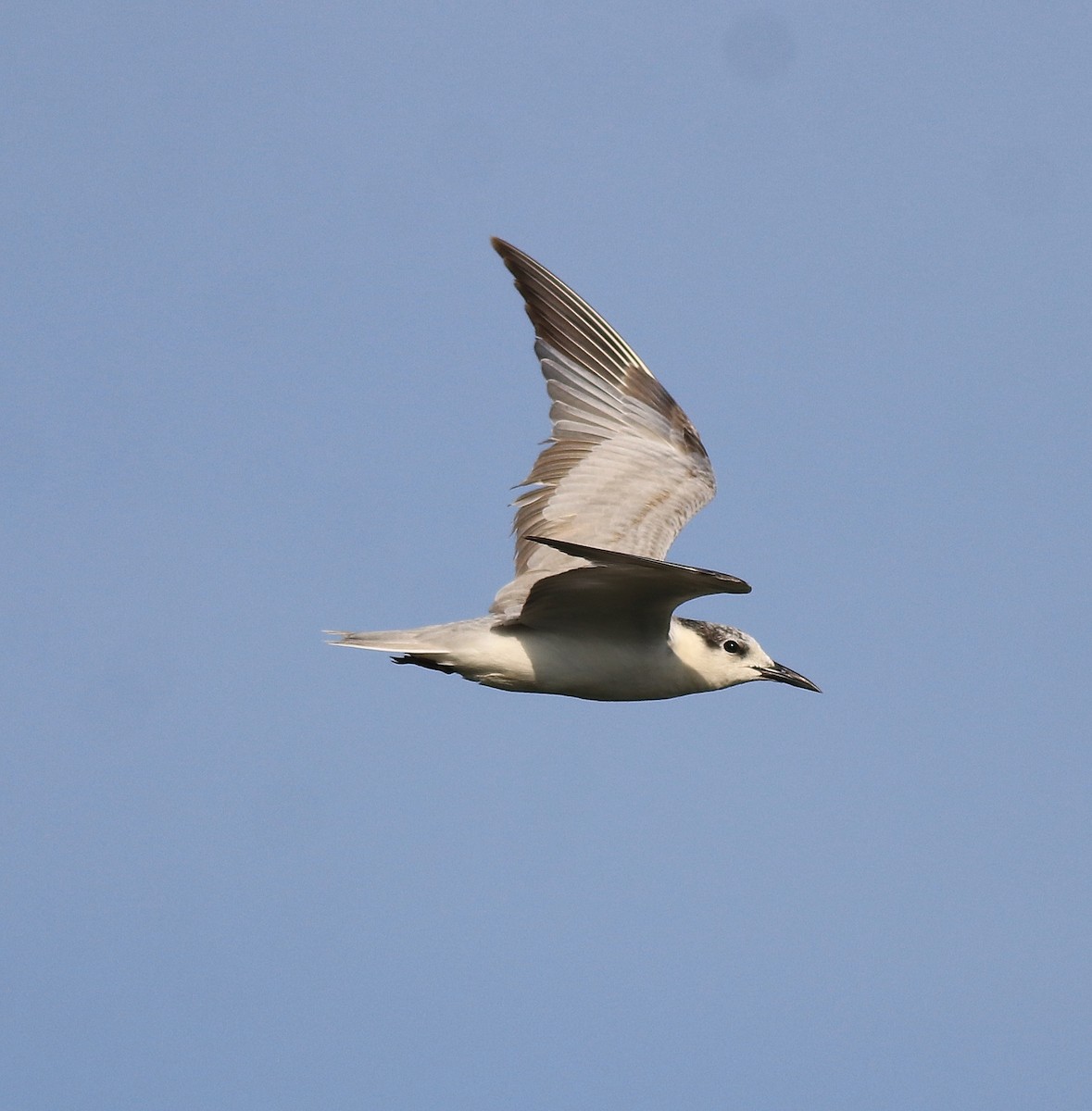 Whiskered Tern - ML620333957