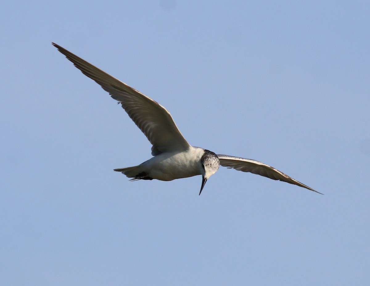 Whiskered Tern - ML620333965