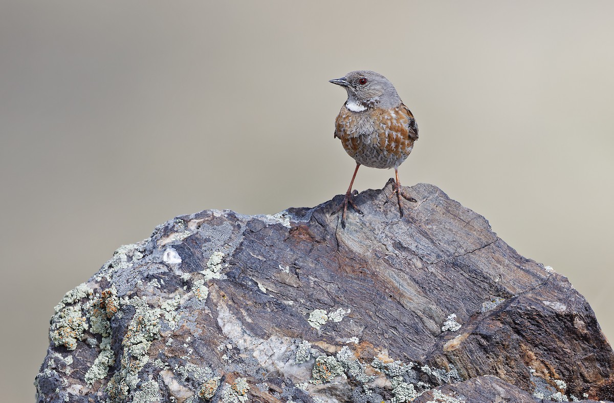 Altai Accentor - ML620333967