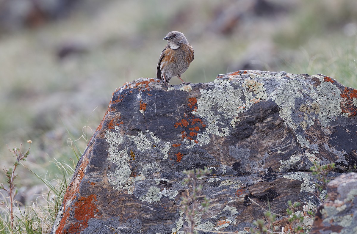 Altai Accentor - ML620333971