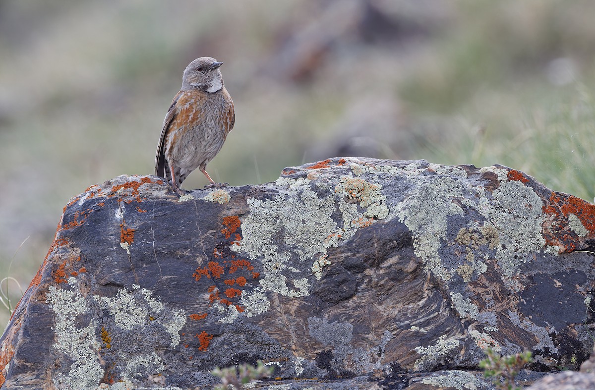 Altai Accentor - ML620333972