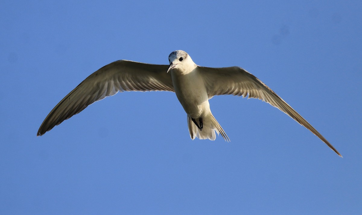 Whiskered Tern - ML620333975