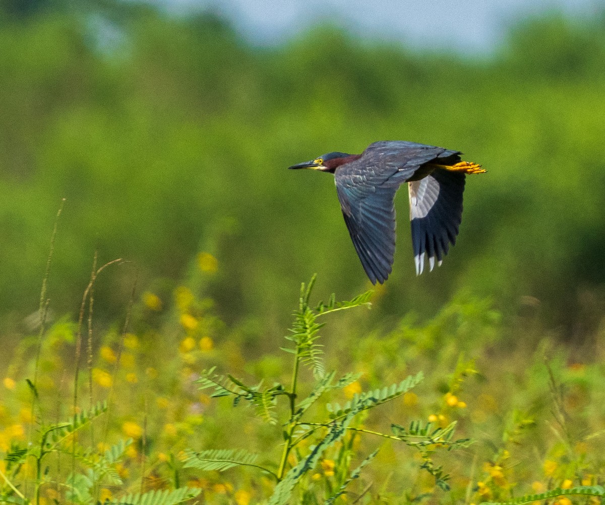 Green Heron - ML620333984