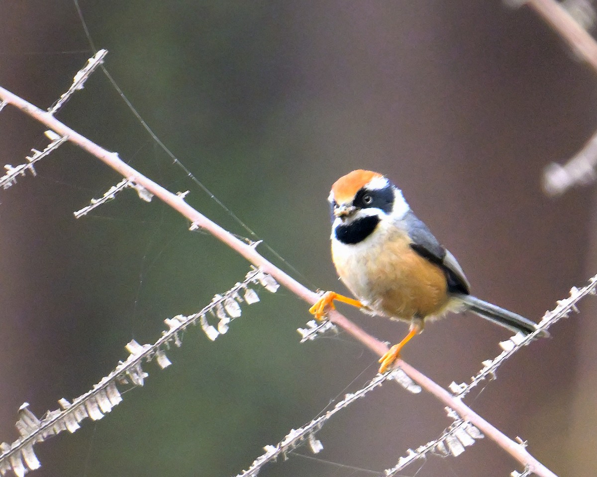 Black-throated Tit - ML620333998