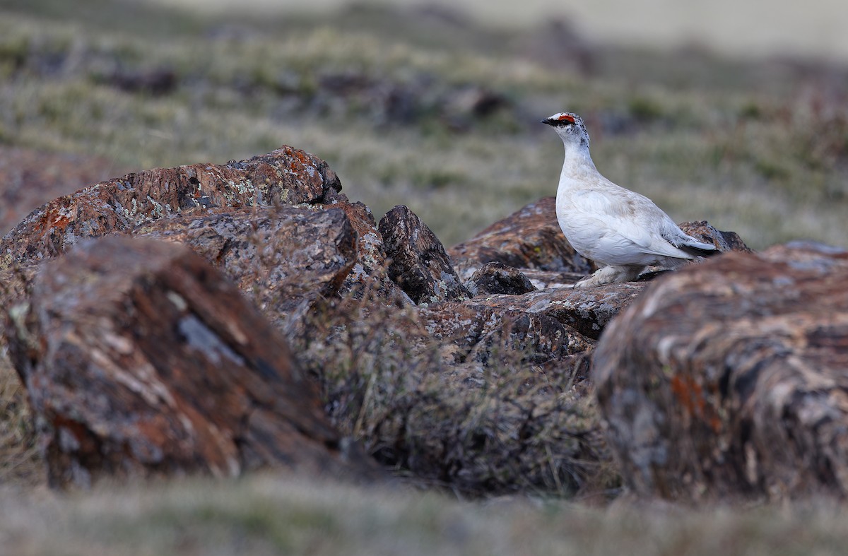 Rock Ptarmigan - ML620334005