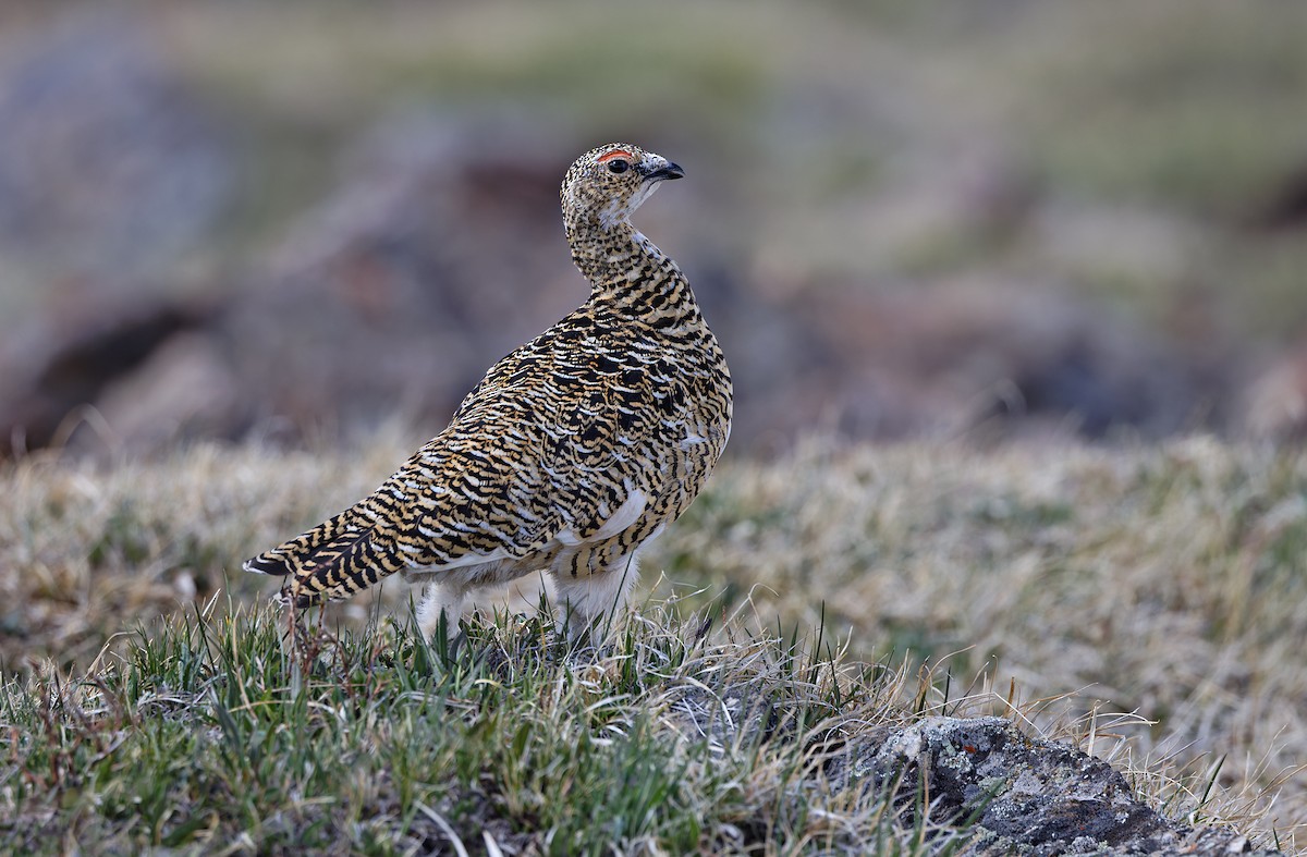 Rock Ptarmigan - ML620334008