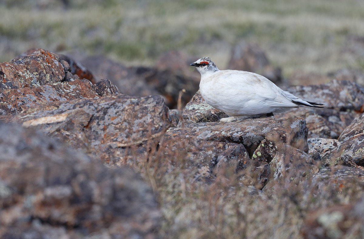 Rock Ptarmigan - ML620334010