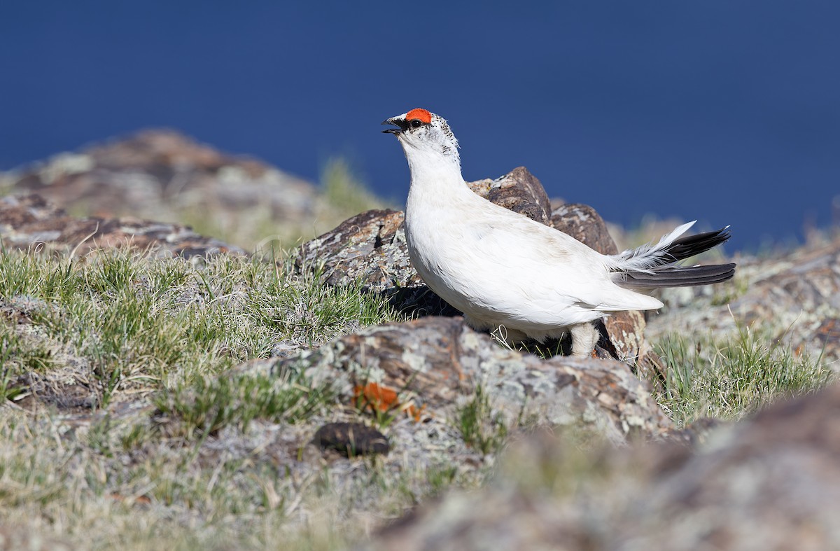 Rock Ptarmigan - ML620334014