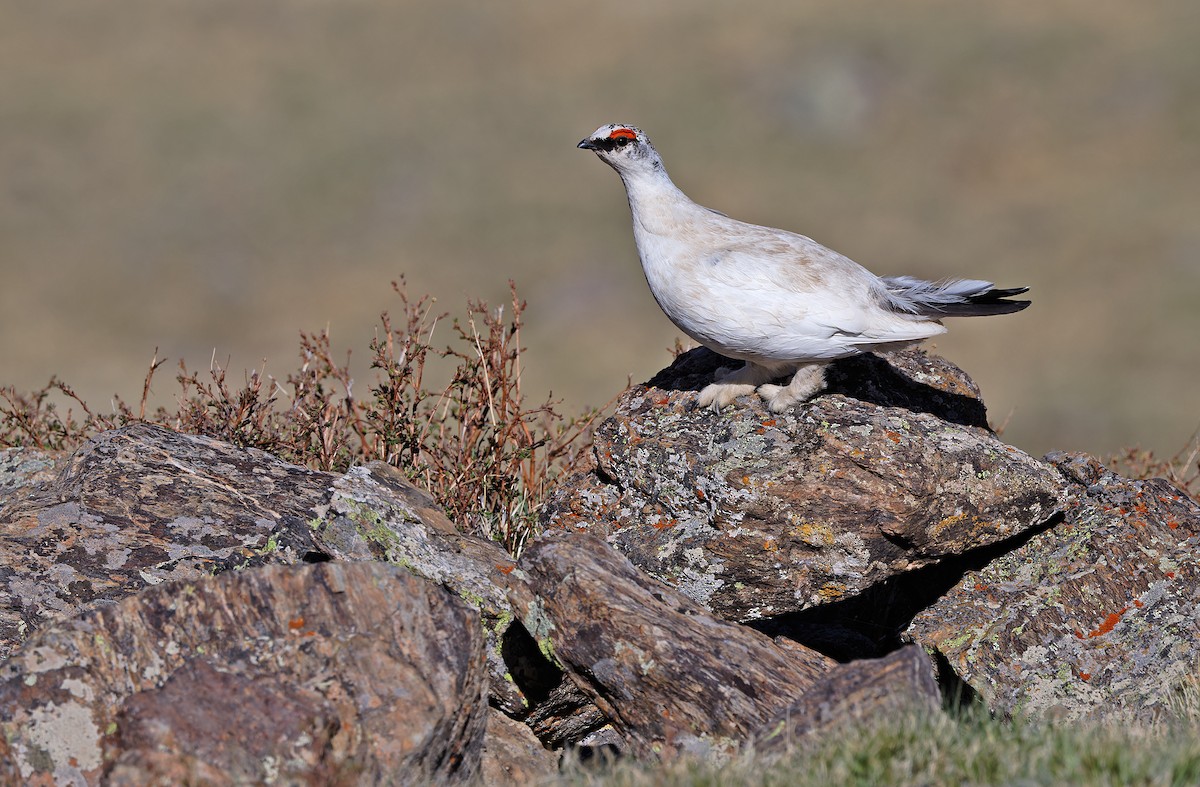 Rock Ptarmigan - ML620334021