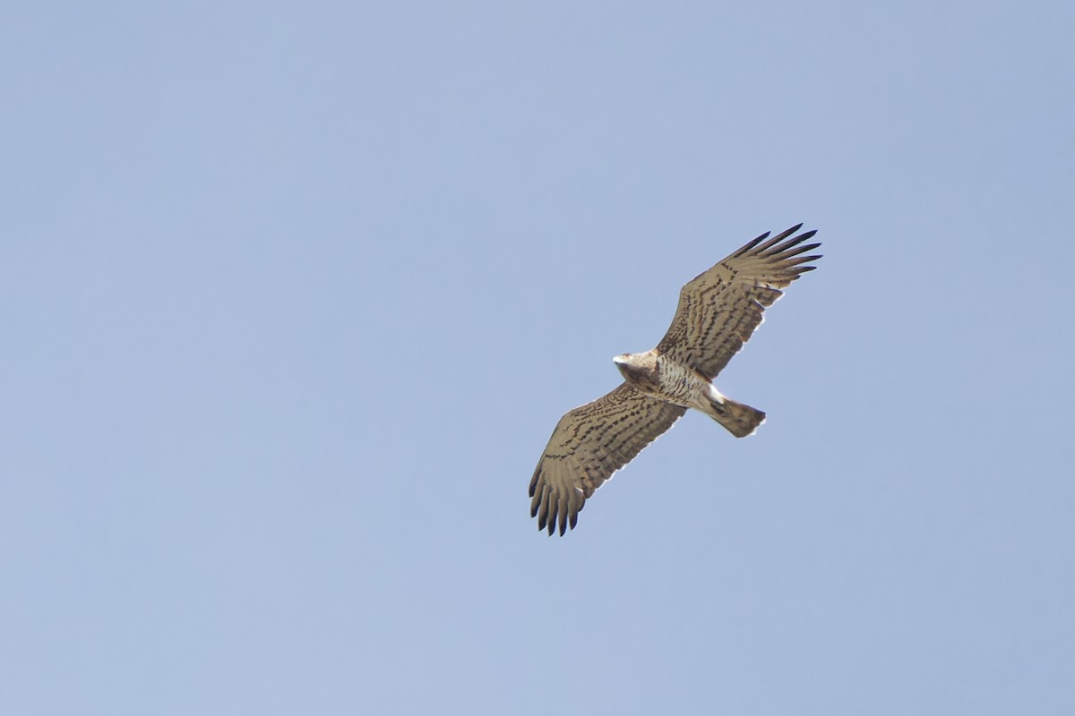 Short-toed Snake-Eagle - ML620334026