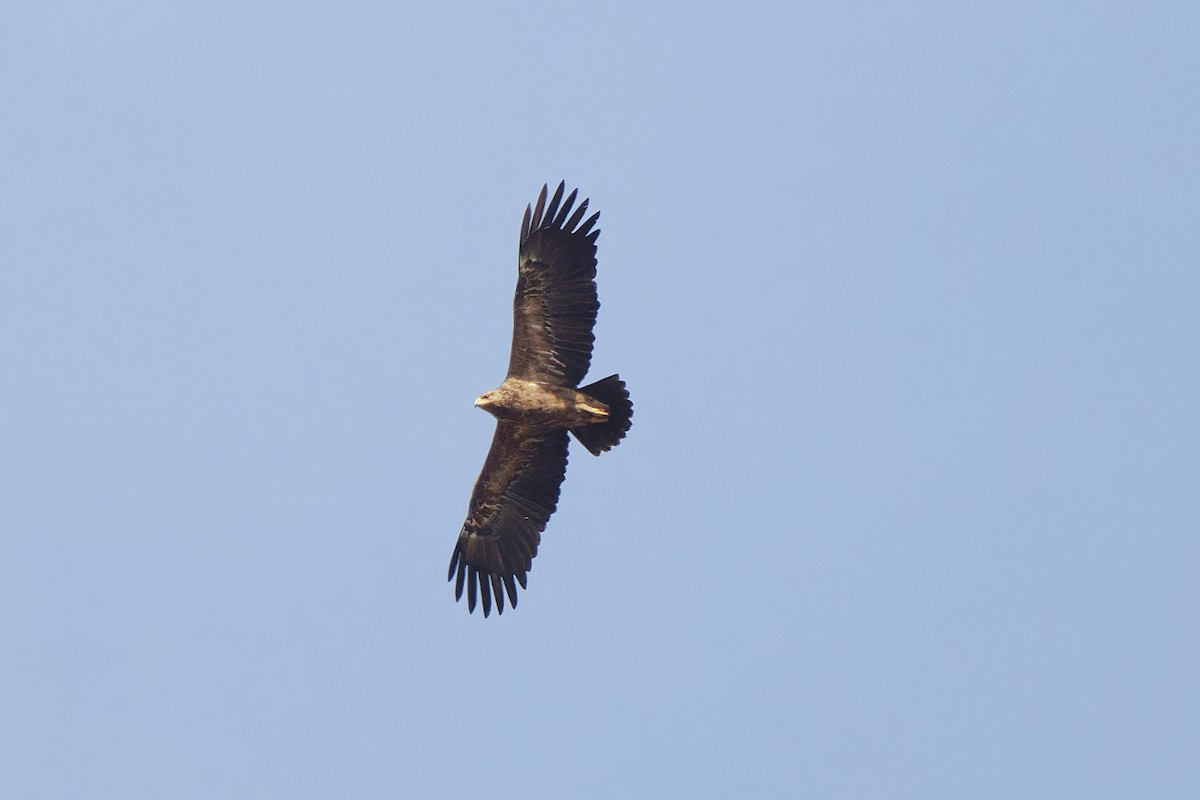 Lesser Spotted Eagle - ML620334031