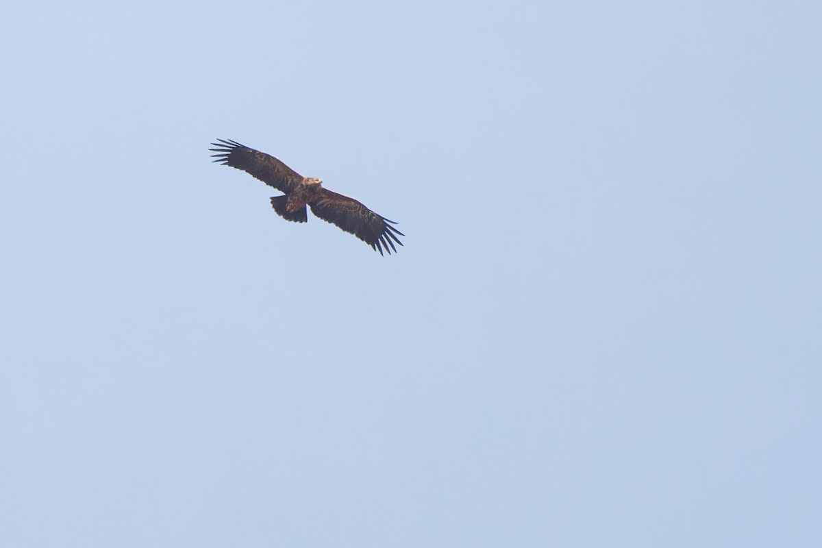 Lesser Spotted Eagle - ML620334032