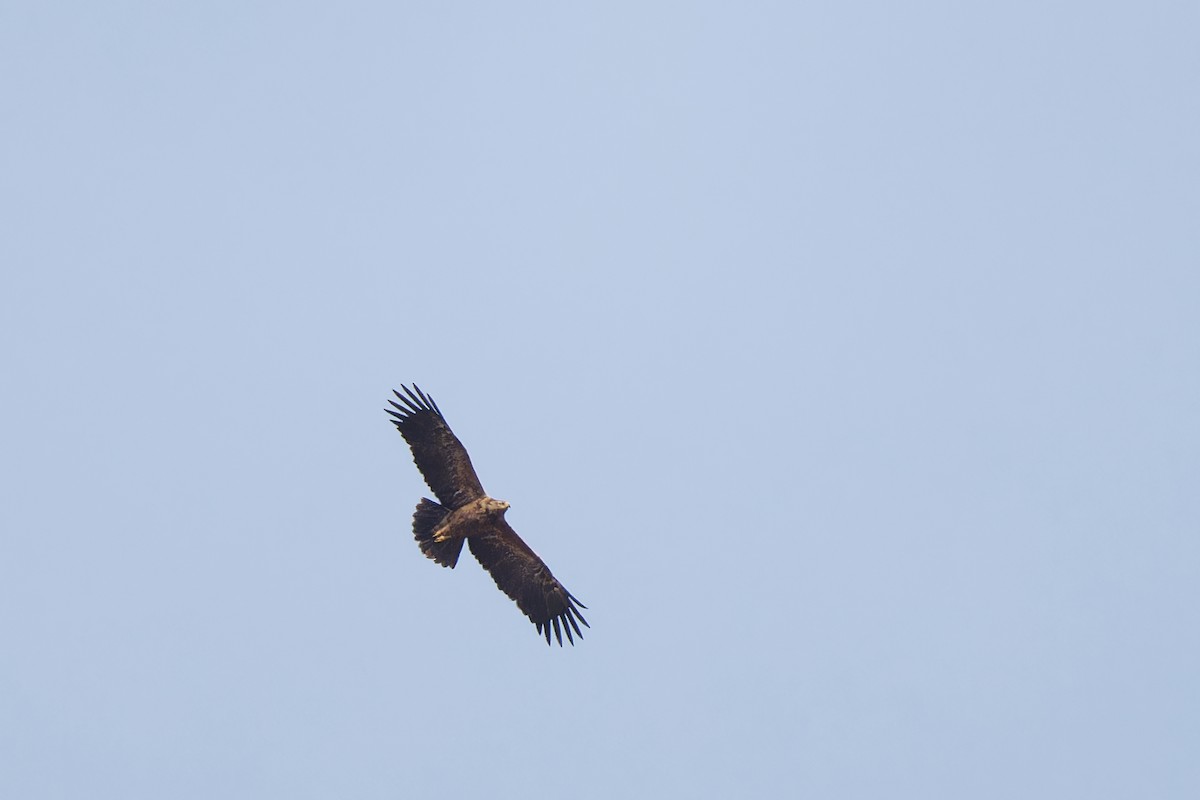 Lesser Spotted Eagle - ML620334033