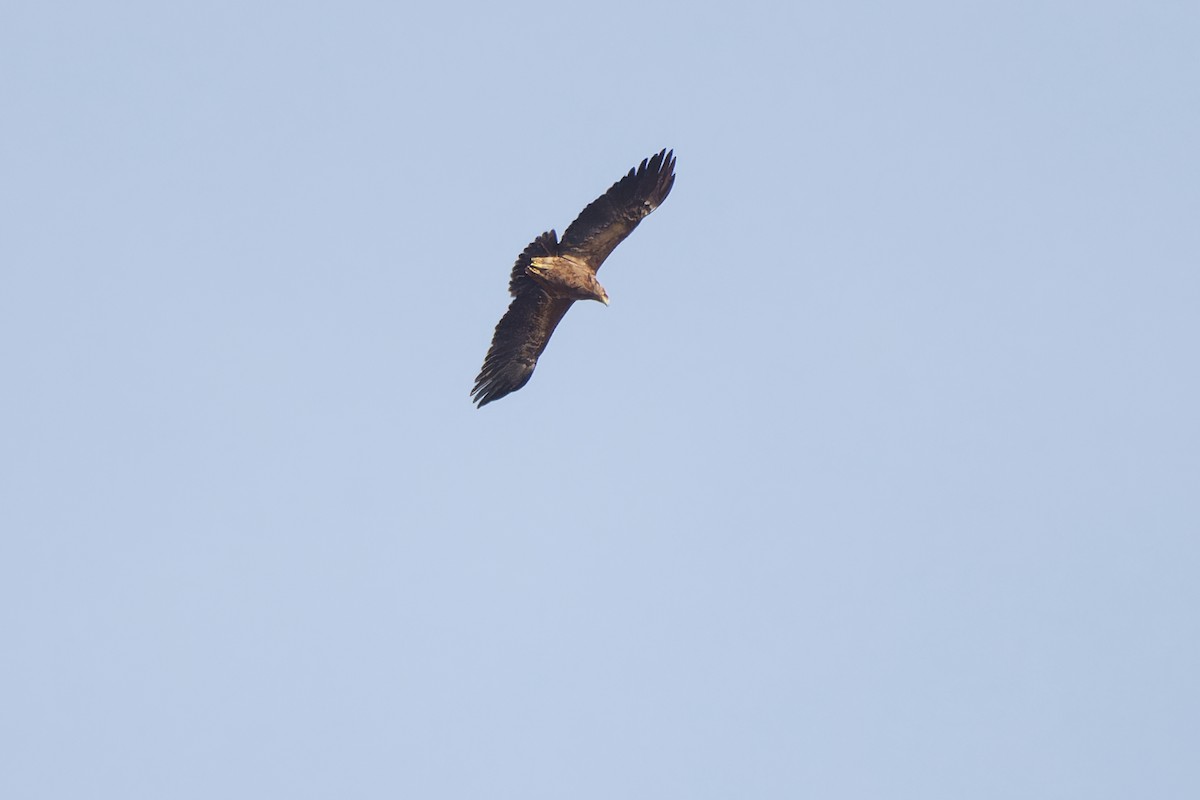 Lesser Spotted Eagle - ML620334034