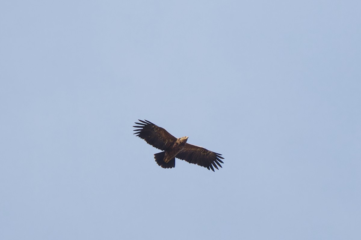 Águila Pomerana - ML620334035