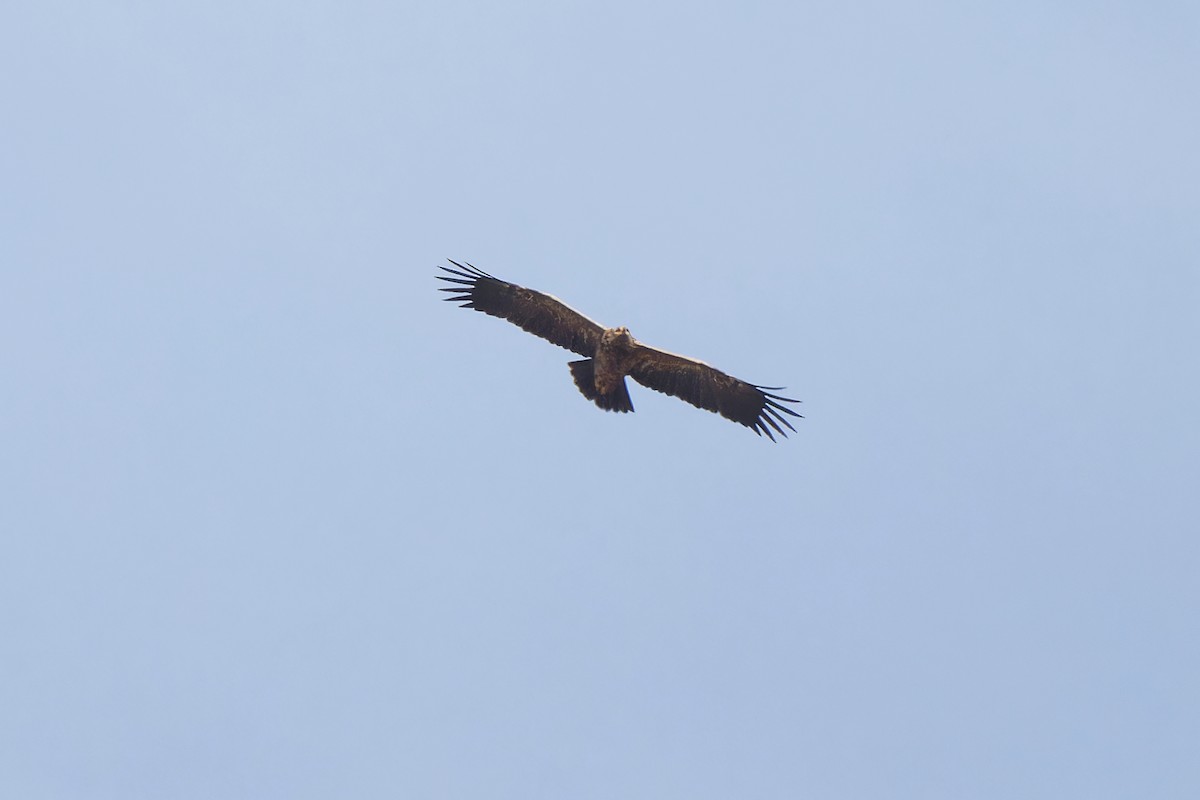 Lesser Spotted Eagle - ML620334036