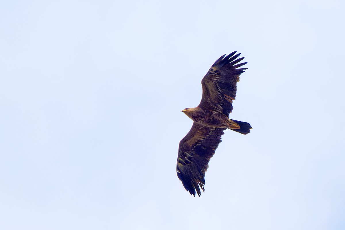 Lesser Spotted Eagle - ML620334037