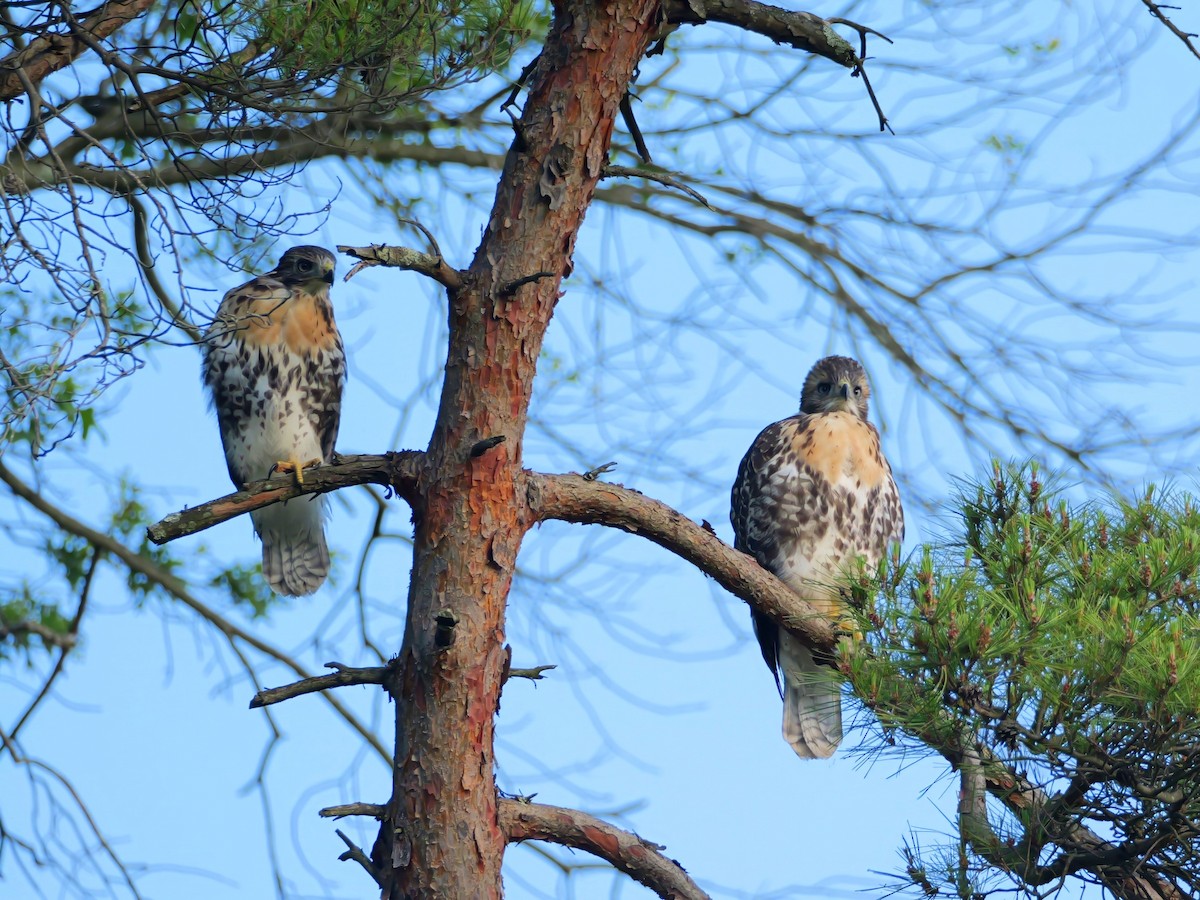 Red-tailed Hawk - ML620334047