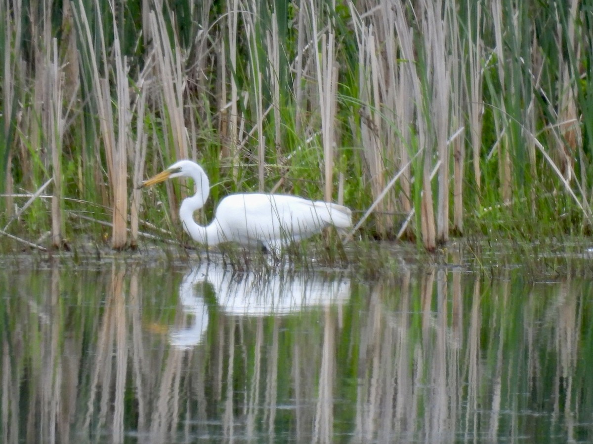 Great Egret - ML620334048