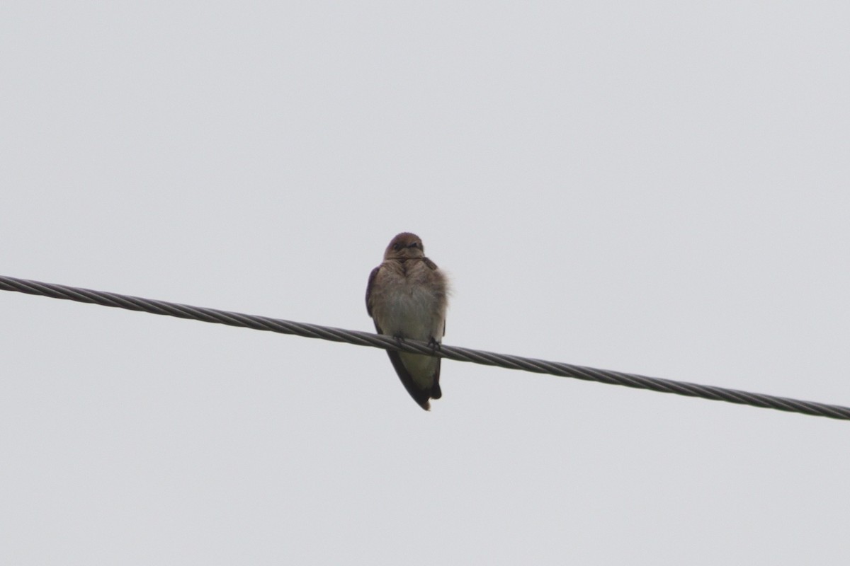Northern Rough-winged Swallow - ML620334051