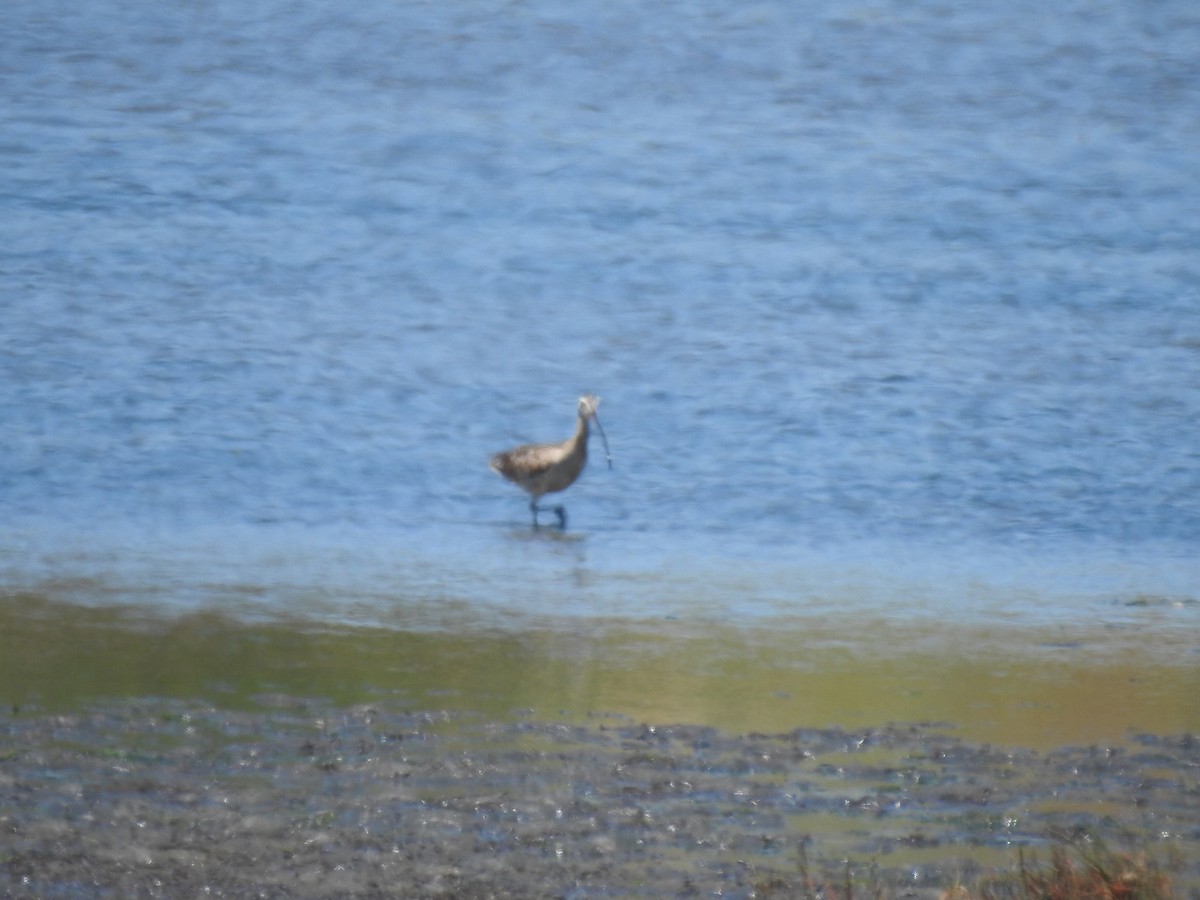 Long-billed Curlew - ML620334054