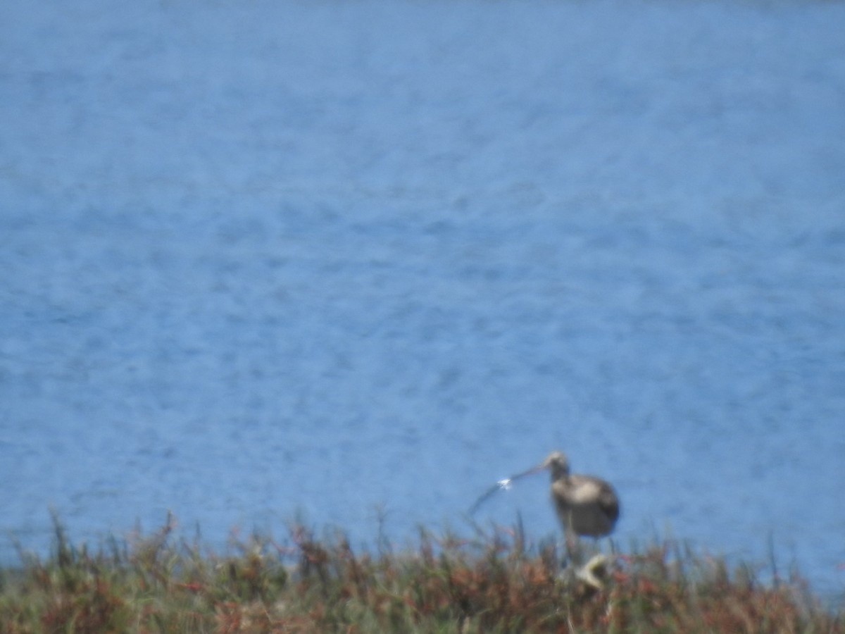 Long-billed Curlew - ML620334055
