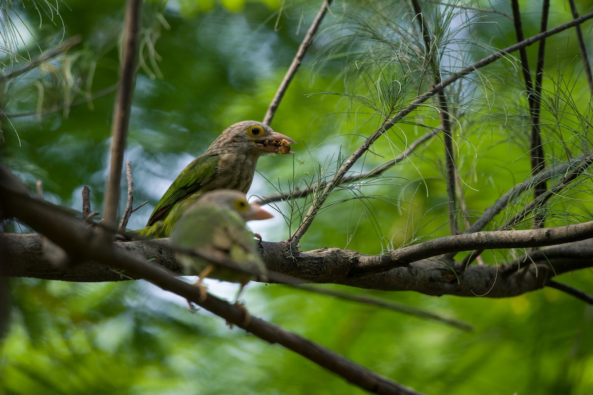 Lineated Barbet - ML620334060