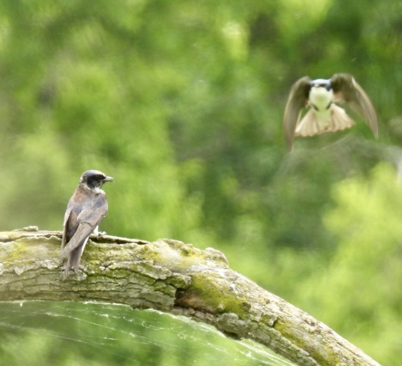 Purple Martin - ML620334061