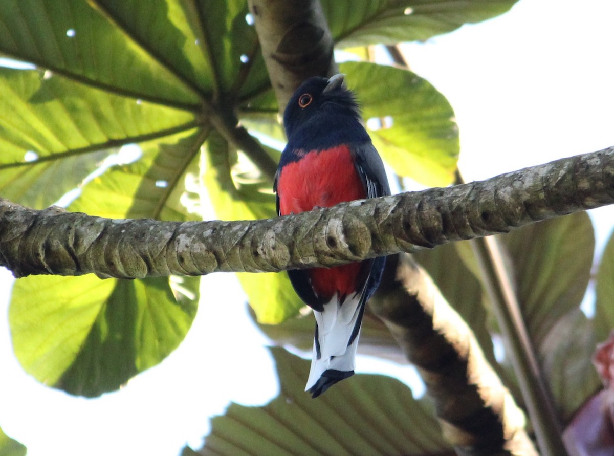 Surucua Trogon - Miguel  Magro