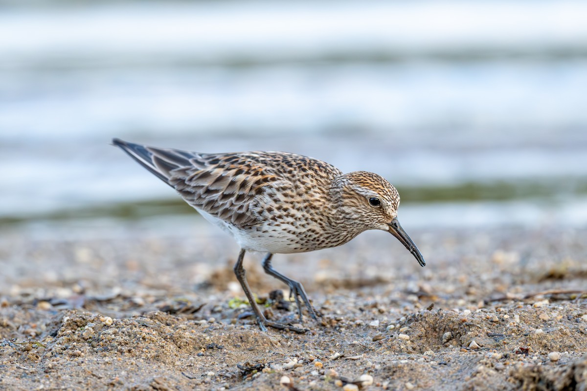 White-rumped Sandpiper - ML620334078