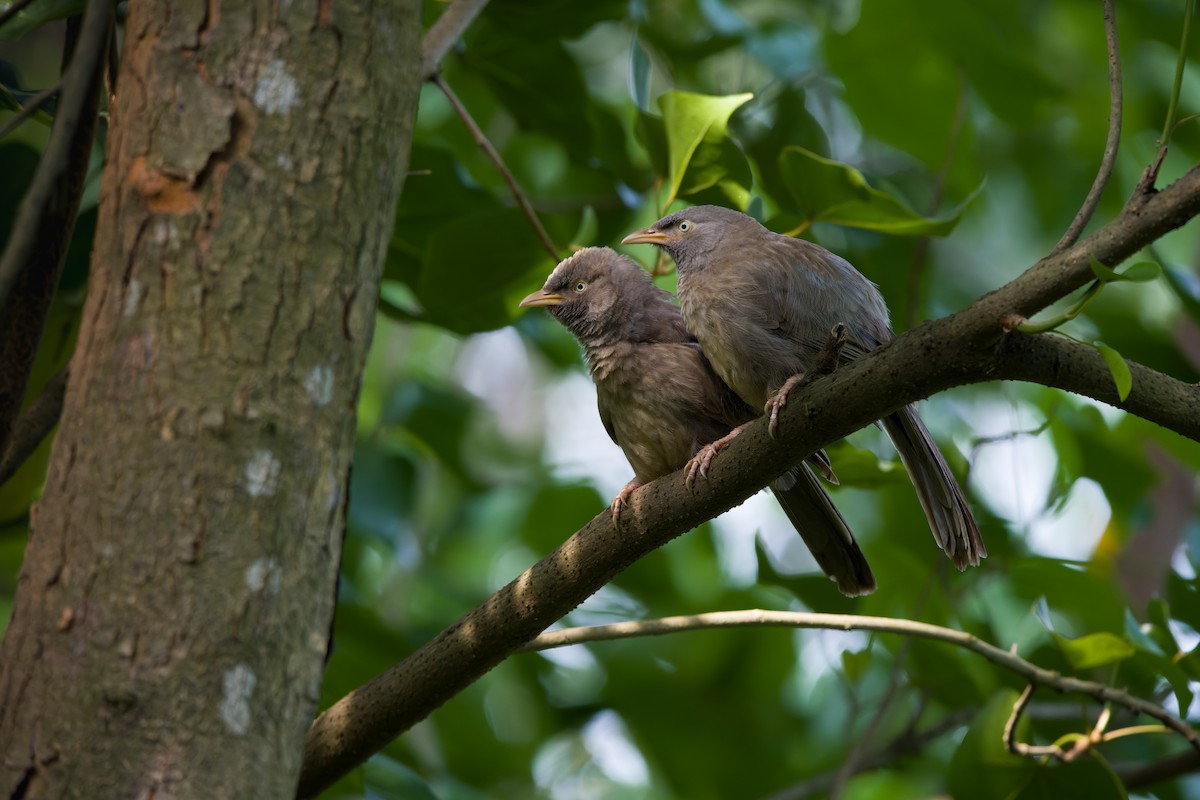 Jungle Babbler - ML620334083