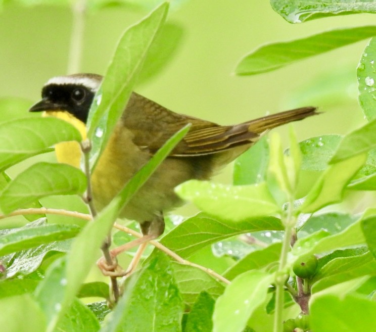 Common Yellowthroat - ML620334085