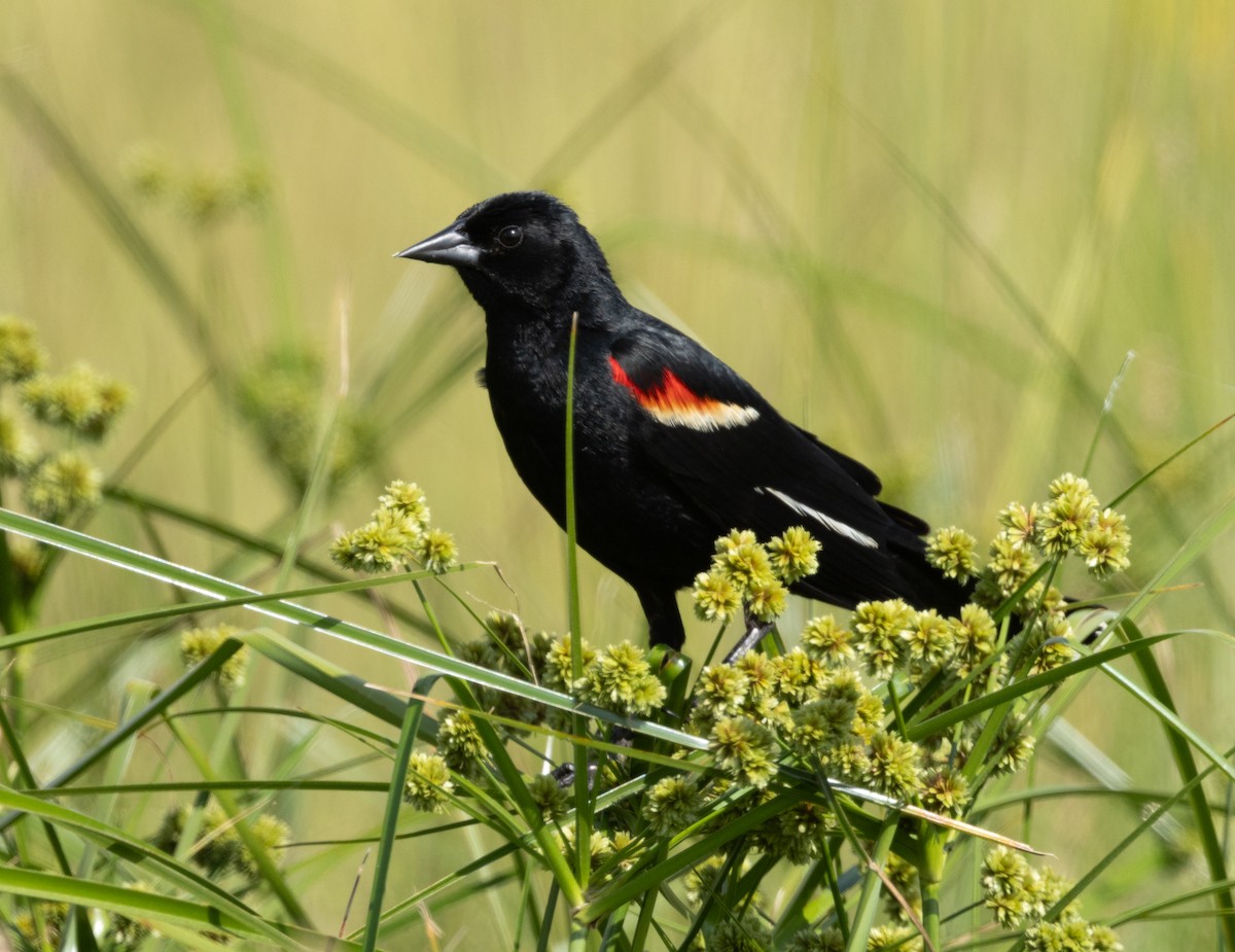 Red-winged Blackbird - ML620334087