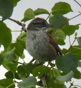 Swamp Sparrow - ML620334088