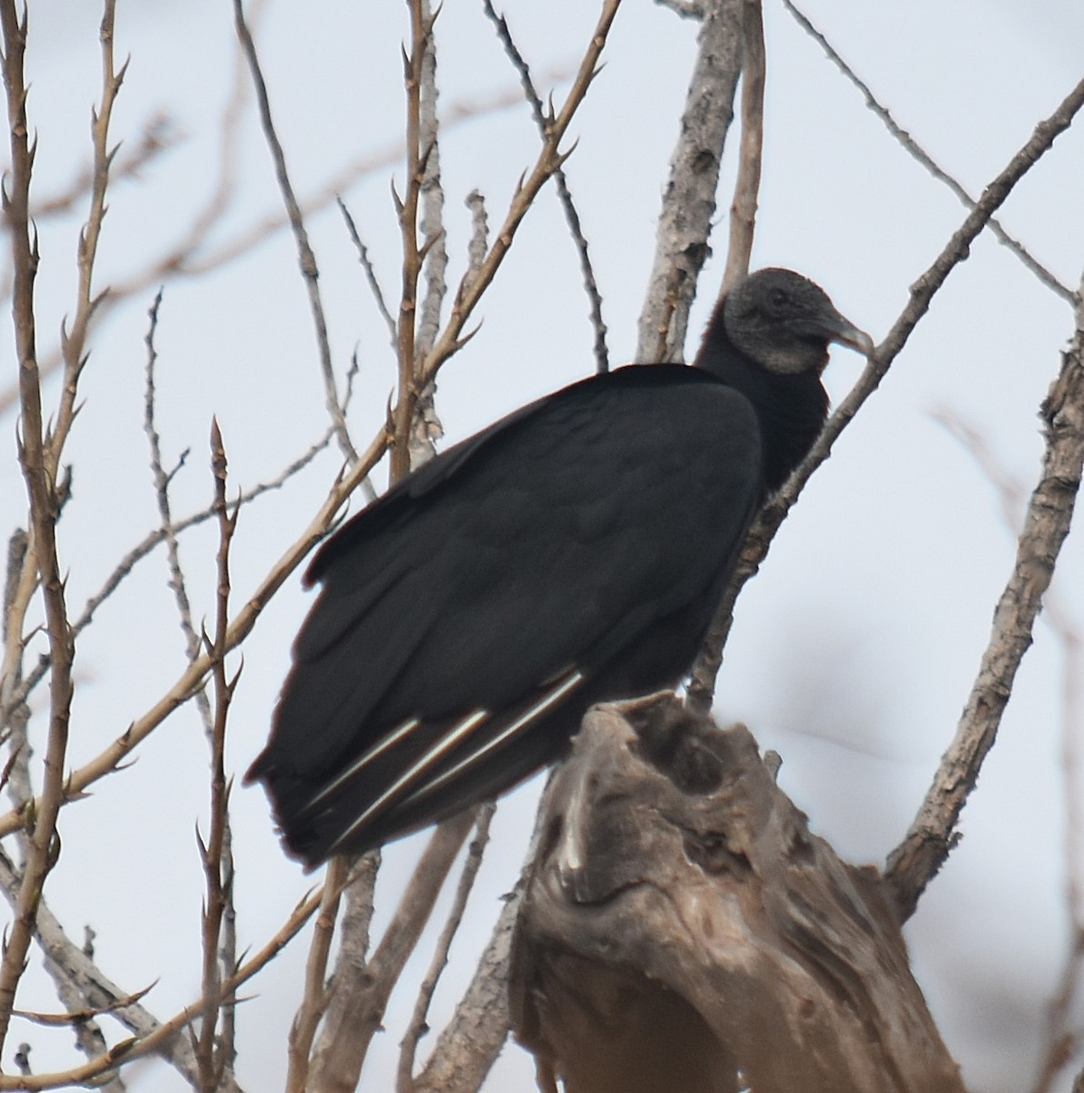 Black Vulture - ML620334096