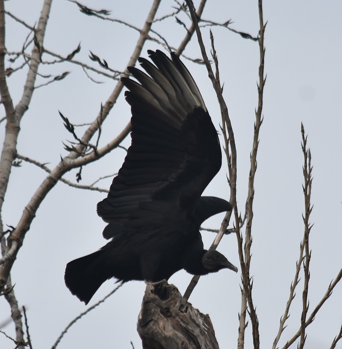 Black Vulture - ML620334097